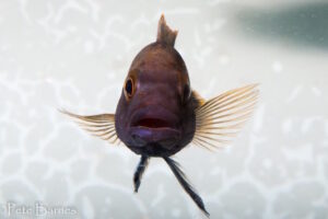 Melanochromis mpoto 'Ruarwe'